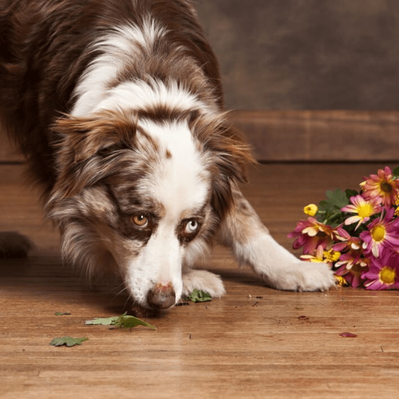 Dog with spilled vase on hardwood floor | Allied Flooring & Paint