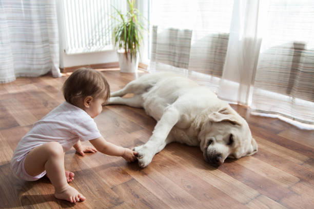 Kid playing with dog | Allied Flooring & Paint