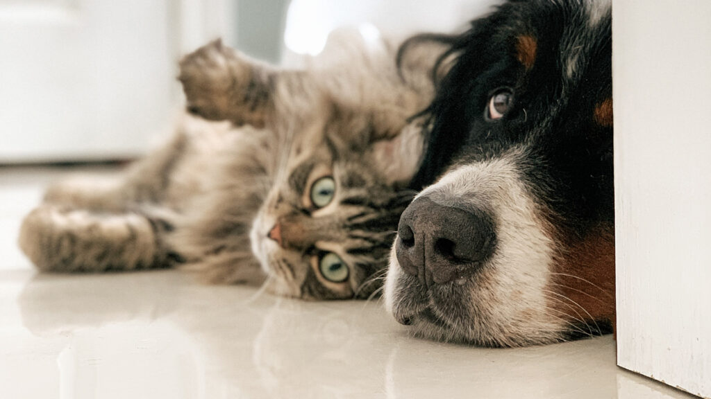 A cat and dog laying on the floor | Allied Flooring & Paint